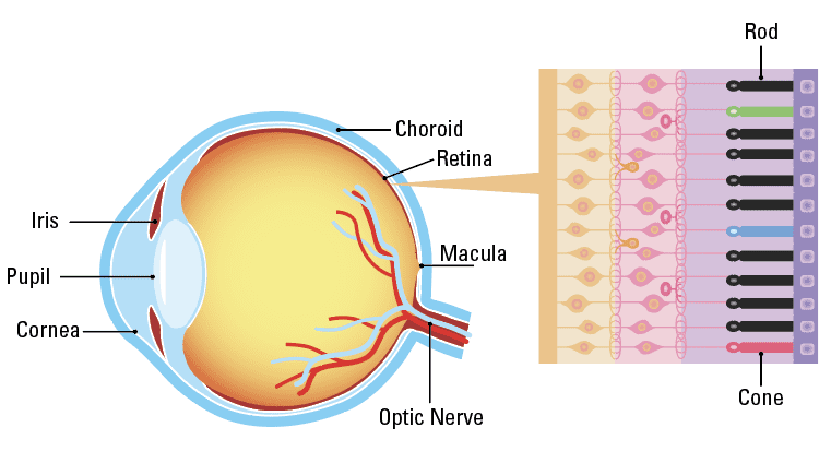 Inherited Retinal Diseases Parts of the Eye